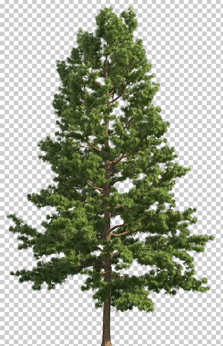 Stone Pine Tree Fir PNG, Clipart, Biome, Branch, Christmas Decoration, Christmas Tree, Conifer Free PNG Download