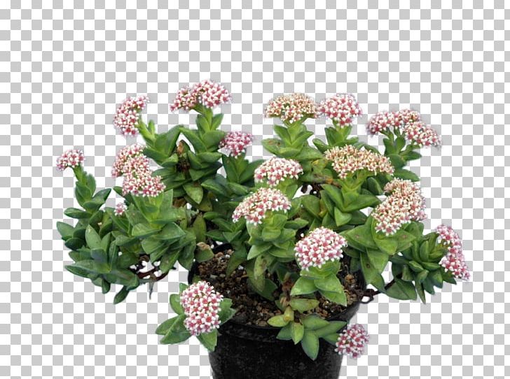 Succulent Plant Crassula Perforata Living Stone Pigmyweeds PNG, Clipart, Arecaceae, Austria, Crassula Perforata, Cut Flowers, Flower Free PNG Download