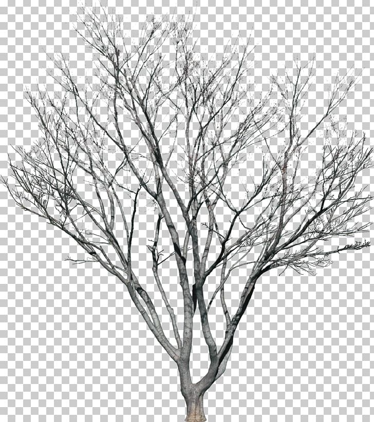 Tree Plant Photography PNG, Clipart, Black And White, Branch, Bushes, Flowering Plant, Fundal Free PNG Download