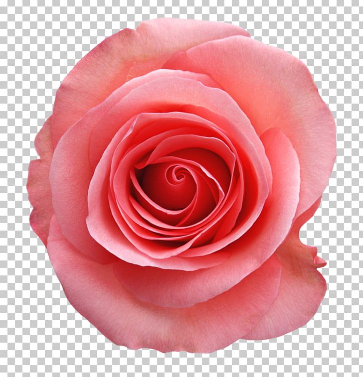 Cabbage Rose Flower Garden Roses Rose Family PNG, Clipart, Beach Rose, Blossom Tea House, China Rose, Closeup, Color Free PNG Download