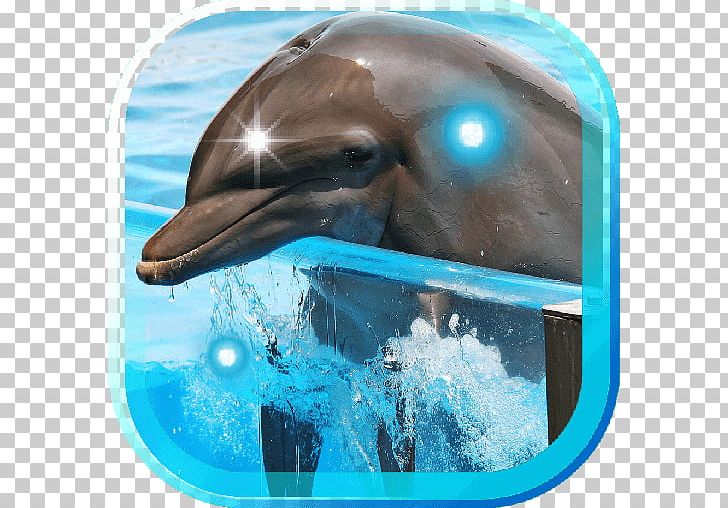 Common Bottlenose Dolphin Wholphin Short-beaked Common Dolphin Water Long-beaked Common Dolphin PNG, Clipart, Android App, Biology, Bottlenose Dolphin, Dolphine, Goo Free PNG Download