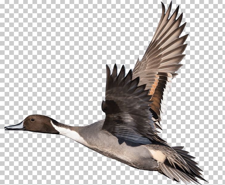Duck Goose Bird Feather Beak PNG, Clipart, Animals, Beak, Bird, Bird Migration, Casualty Free PNG Download
