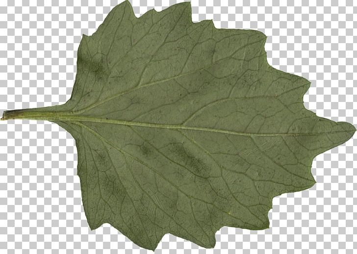 Leaf Plant PNG, Clipart, Com, Display Resolution, Download, Leaf, Plant Free PNG Download
