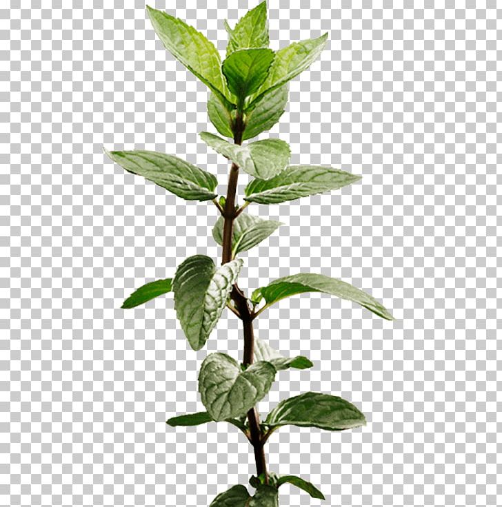 Peppermint Apple Mint Herb Medicinal Plants Ricola PNG, Clipart, Apple Mint, Fruit, Herb, Herbalism, Leaf Free PNG Download