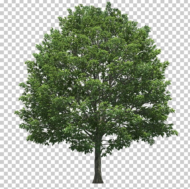 Tree Stock Photography PNG, Clipart, Branch, Nature, Oak, Plane Tree Family, Plant Free PNG Download