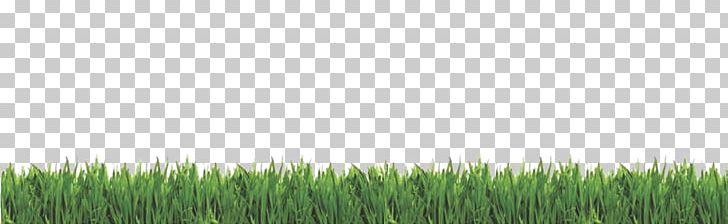 Wheatgrass Lawn Meadow Consumer Reports PNG, Clipart, Commodity, Consumer, Consumer Reports, Crop, Field Free PNG Download