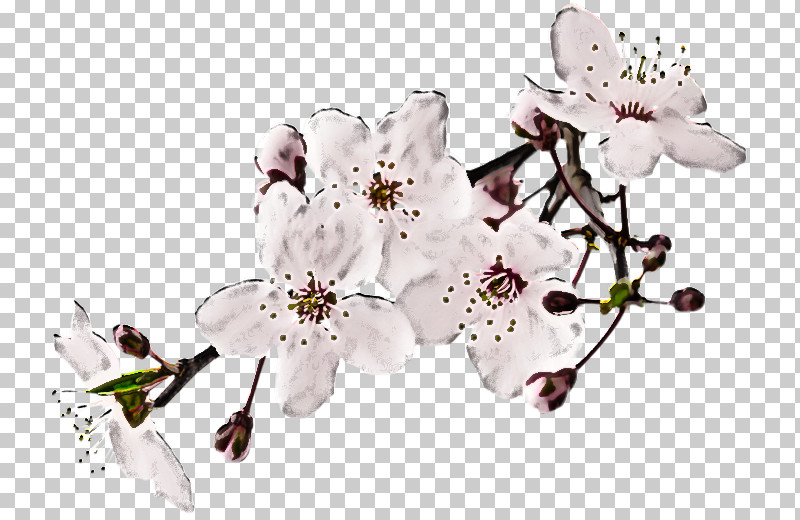 Cherry Blossom PNG, Clipart, Blossom, Branch, Cherry Blossom, Fire Cherry, Flower Free PNG Download