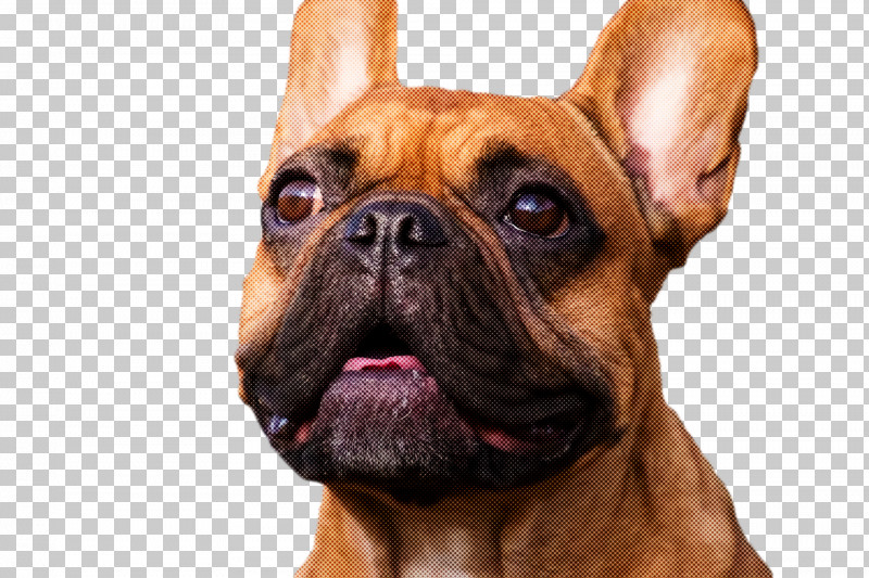 French Bulldog PNG, Clipart, Boxer, Breed, Bulldog, Companion Dog, Dog Free PNG Download