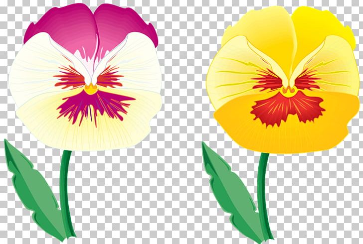 Pansy Blume Violet PNG, Clipart, Annual Plant, Blume, Drawing, Flower, Flowering Plant Free PNG Download