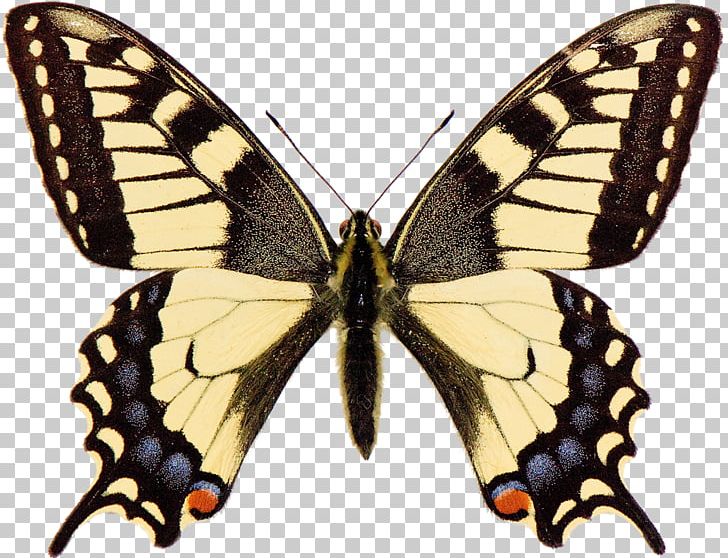 Swallowtail Butterfly Papilio Machaon Papilio Brevicauda PNG, Clipart, Bombycidae, Brush Footed Butterfly, Butterflies And Moths, Butterfly, Elven Free PNG Download