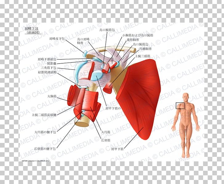 Synovial Bursa Subacromial Bursa Subcoracoid Bursa Subscapularis Muscle Shoulder PNG, Clipart, Anatomy, Diagram, Ear, Finger, Hand Free PNG Download