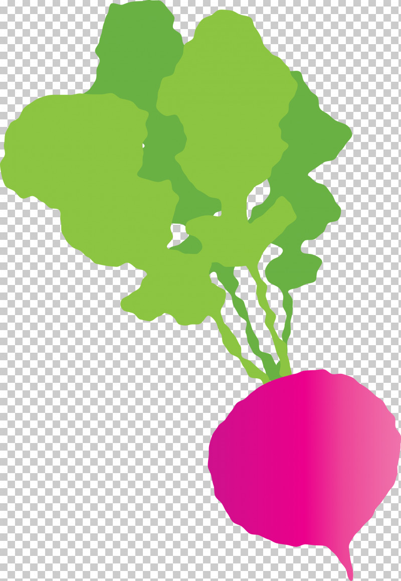 Radish PNG, Clipart, Biology, Flora, Flower, Leaf, Meter Free PNG Download