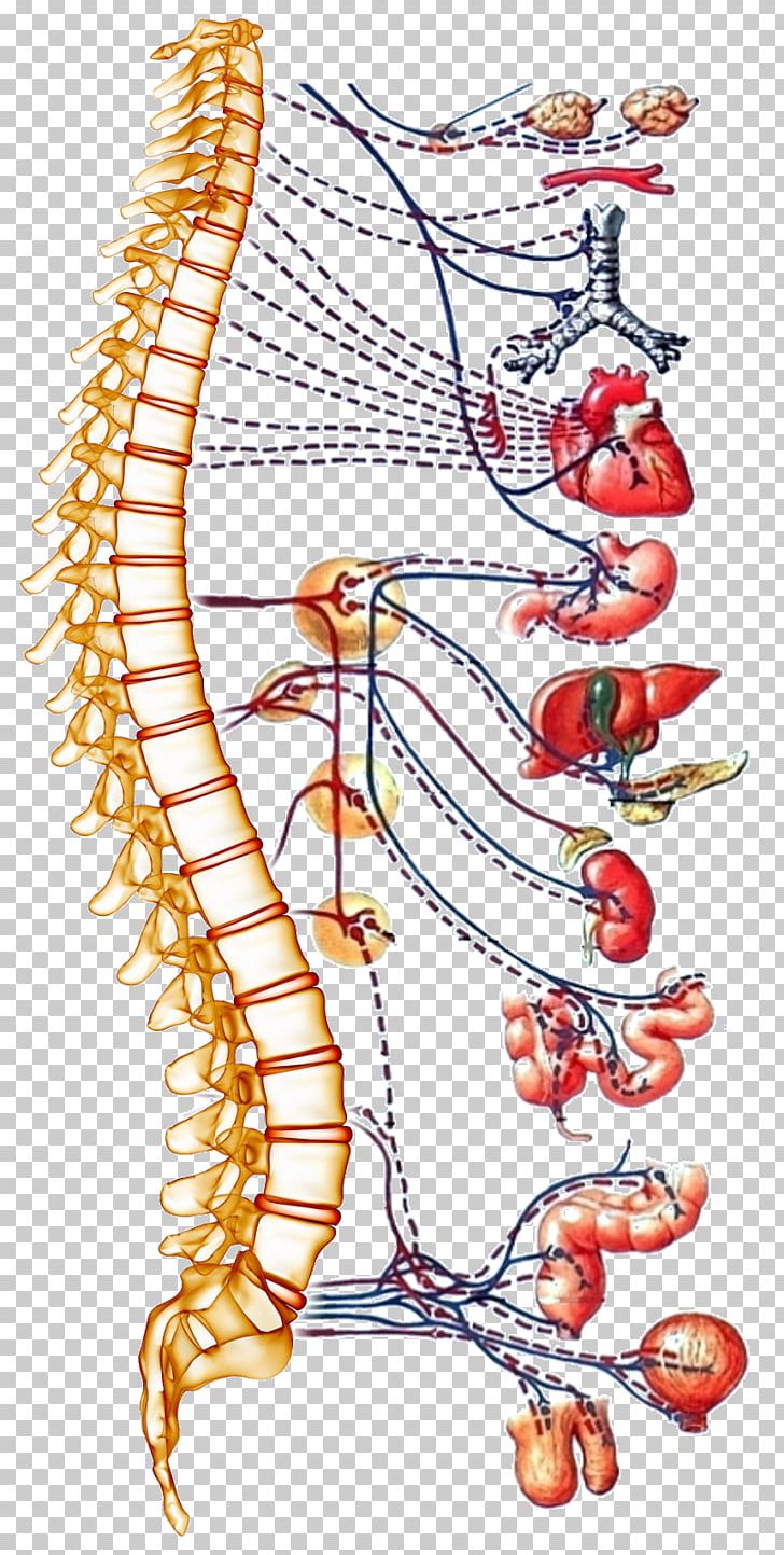 Autonomic Nervous System Spinal Cord Human Body Vertebral Column PNG, Clipart, Anatomy, Area, Art, Body Jewelry, Central Nervous System Free PNG Download