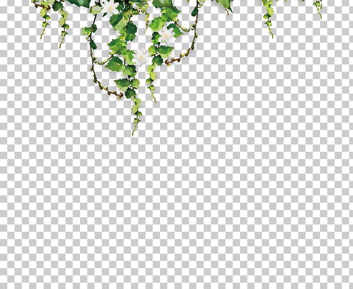 Common Grape Vine Parthenocissus Tricuspidata Green PNG, Clipart, Angle, Art, Background Green, Common Grape Vine, Data Free PNG Download