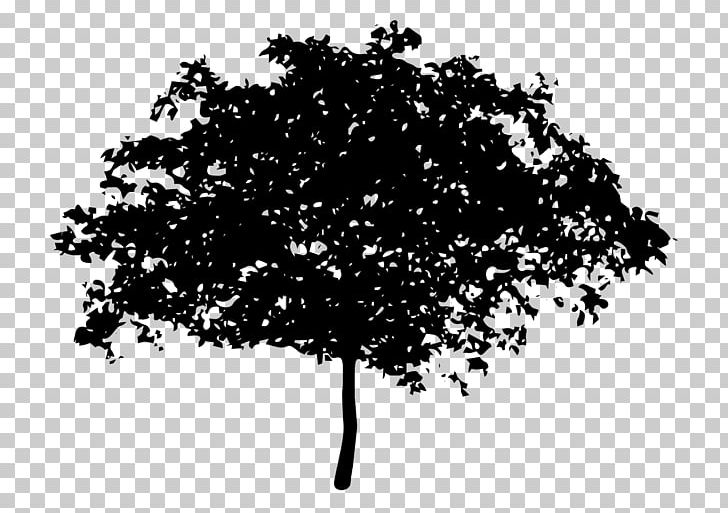 Tree Oak Silhouette PNG, Clipart, Black And White, Branch, Color, Leaf, Magnolia Free PNG Download