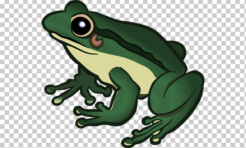 Frog True Frog Hyla Tree Frog Tree Frog PNG, Clipart, Frog, Green, Hyla, Shrub Frog, Toad Free PNG Download