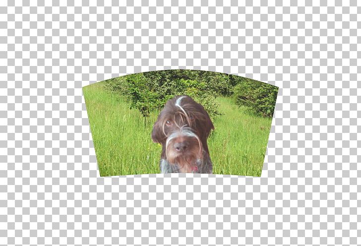 Dog Breed Wirehaired Pointing Griffon German Wirehaired Pointer Sporting Group PNG, Clipart, Breed, Dog, Dog Breed, Dog Like Mammal, German Wirehaired Pointer Free PNG Download