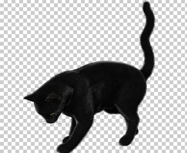 Black Cat Bombay Cat Korat Burmese Cat European Shorthair PNG, Clipart, Asian, Black, Black Cat, Bomba, Bombay Free PNG Download