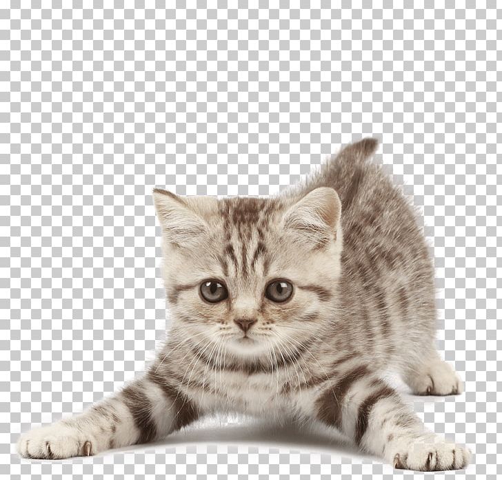 Cat Tree Kitten Dog Puppy PNG, Clipart, American Wirehair, Animals, Animal Shelter, Asian, Carnivoran Free PNG Download