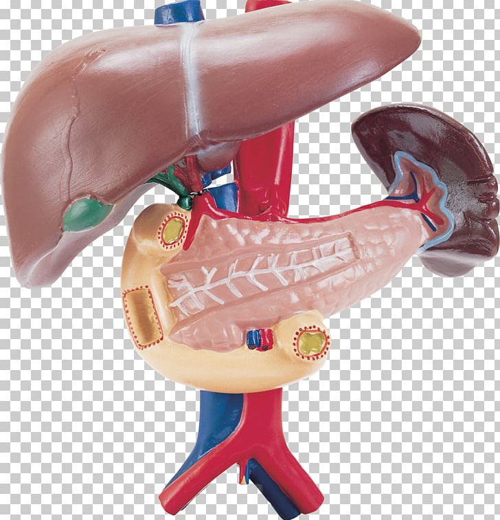 Liver Spleen Duodenum Pancreas Human Body PNG, Clipart, Anatomy, Cancer, Disease, Duodenum, Healing Free PNG Download
