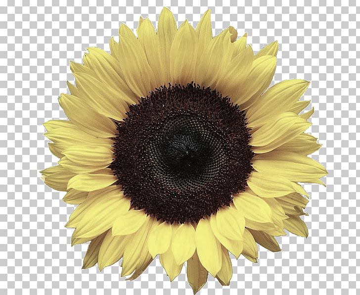 Portable Network Graphics Common Sunflower Desktop PNG, Clipart, Asterales, Clip Art, Daisy Family, Editing, Flower Free PNG Download