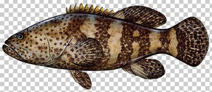 Fishing Grouper Snapper Game Fish PNG, Clipart, Animal Figure, Atlantic Goliath Grouper, Bottom Fishing, Coast, Fauna Free PNG Download