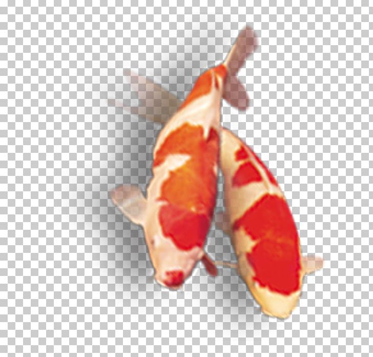 Koi Fish Products PNG, Clipart, Animals, Fish, Fish Products, Koi, Orange Free PNG Download