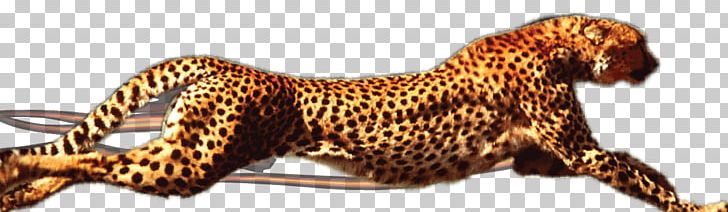 Leopard Like A Cheetah Elgin Kwik Out Bail Bonds PNG, Clipart, Animal, Animal Figure, Animals, Art, Austin Free PNG Download