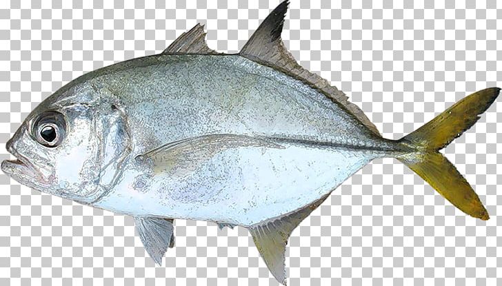 Thunnus Milkfish Fish Products Blue Runner Sardine PNG, Clipart, Atlantic Horse Mackerel, Blue Runner, Bonito, Bony Fish, Fauna Free PNG Download