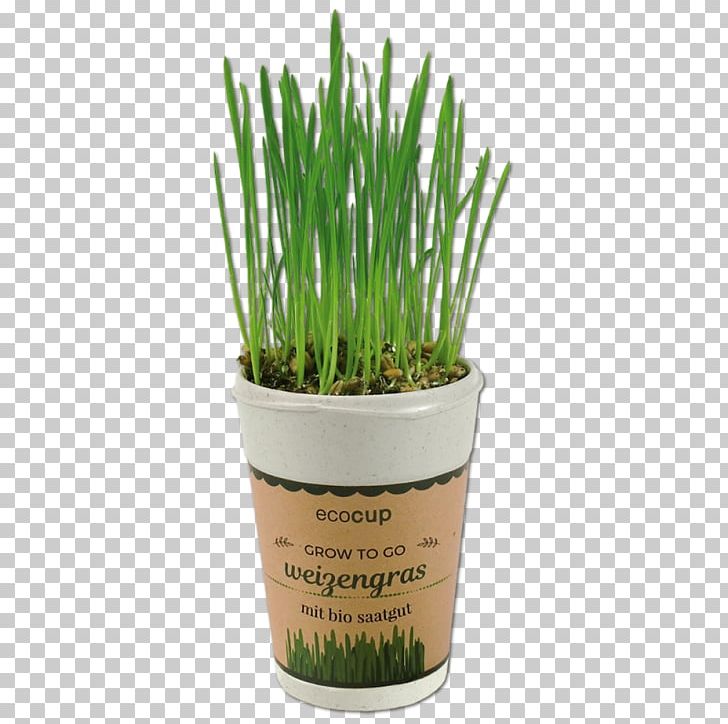 Wheatgrass Arabica Coffee Grasses PNG, Clipart, Arabica Coffee, Chives, Coffea, Coffee, Commodity Free PNG Download