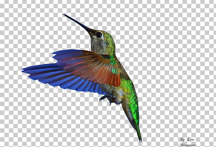 Bee Hummingbird GIF Portable Network Graphics PNG, Clipart, Animals, Animation, Beak, Bee Hummingbird, Bienvenue Free PNG Download