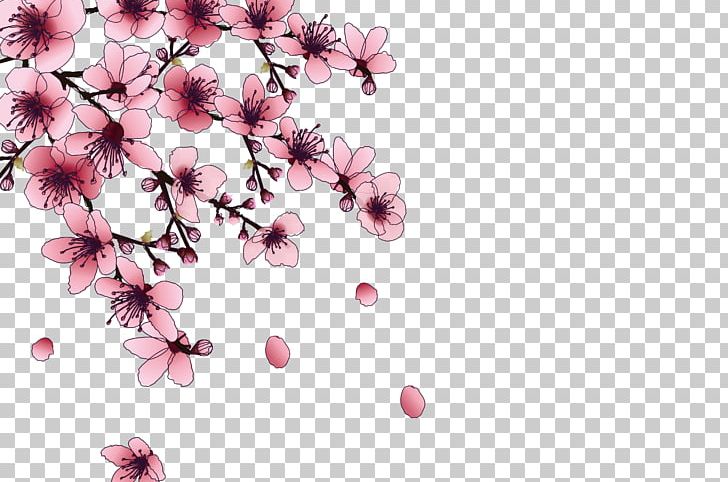 National Cherry Blossom Festival Pink PNG, Clipart, Blossom, Blossoms, Blossoms Vector, Branch, Cerasus Free PNG Download