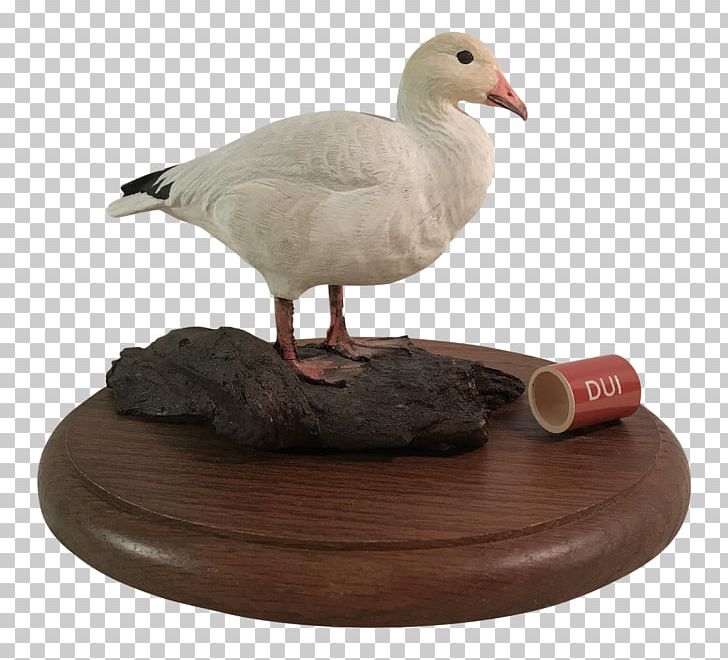 Duck Goose Beak PNG, Clipart, Animals, Beak, Bird, Coffee, Coffee Table Free PNG Download