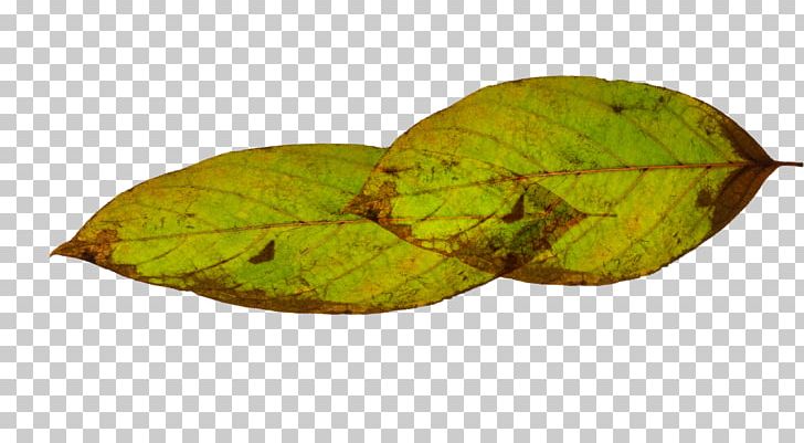 Leaf Green PNG, Clipart, Autumn Leaf, Contour, Defoliation, Download, Gratis Free PNG Download