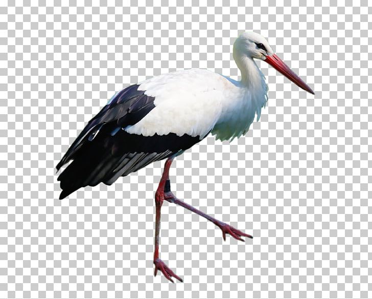 White Stork Marabou Stork PNG, Clipart, Animals, Beak, Bird, Cattle, Ciconiiformes Free PNG Download
