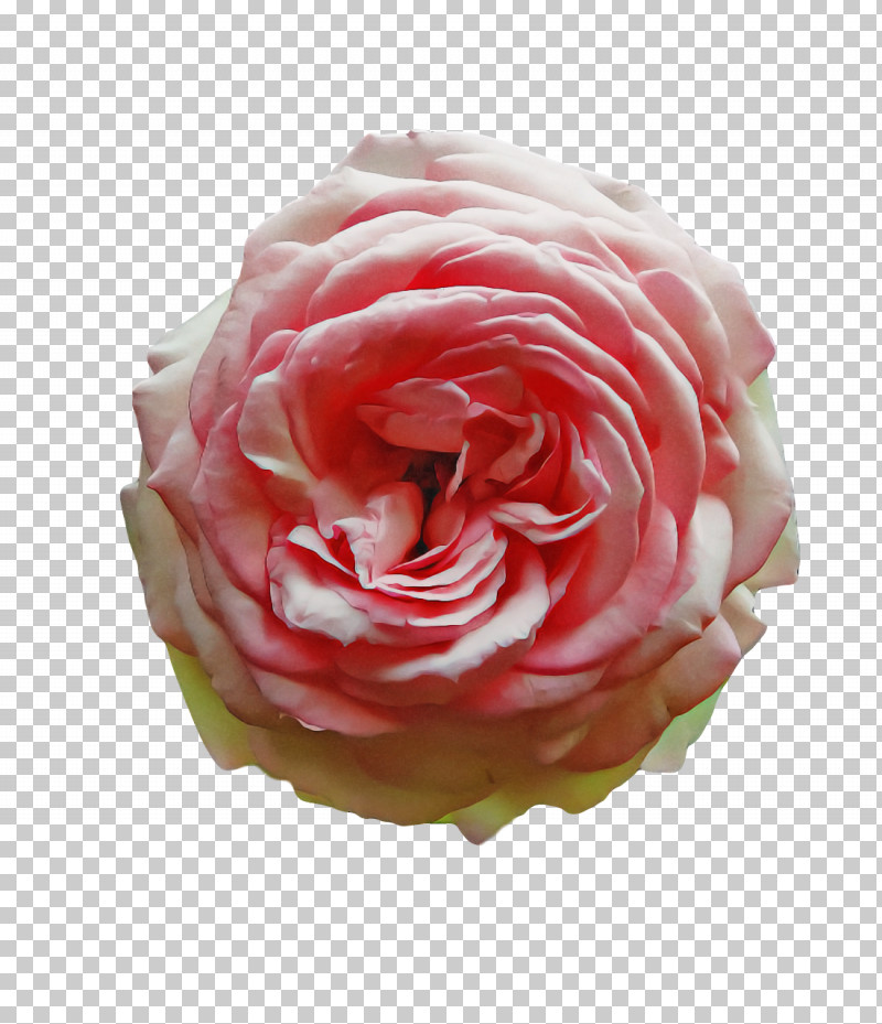 Garden Roses PNG, Clipart, Cabbage Rose, Computer, Cut Flowers, Floral Design, Floribunda Free PNG Download