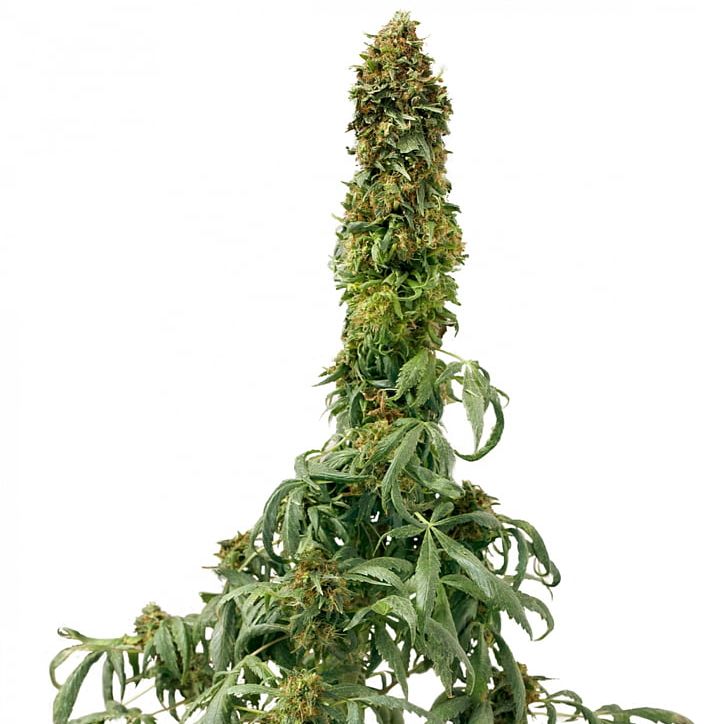 Car Autoflowering Cannabis Seed Cannabis Ruderalis PNG, Clipart, Animals, Autoflowering Cannabis, Cannabis, Cannabis Ruderalis, Car Free PNG Download