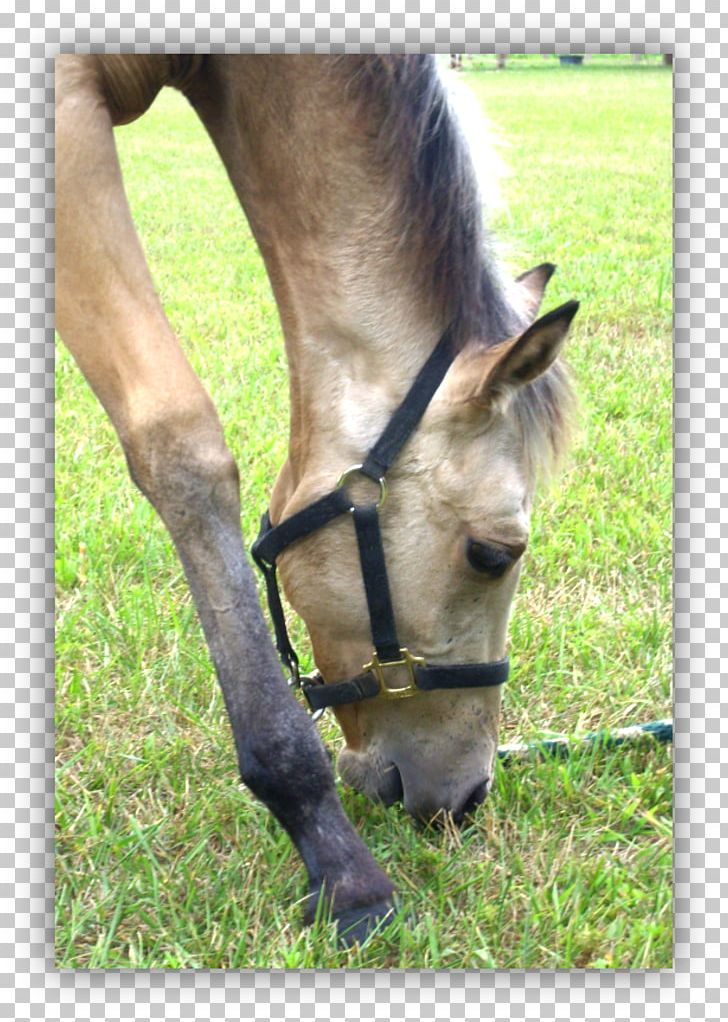 Horse Foal Pony Stallion Mare PNG, Clipart, Animals, Bit, Bridle, Colt, Farm Free PNG Download