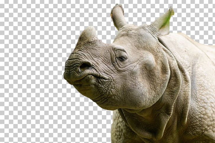 Rhinoceros Maresi Terrestrial Animal PNG, Clipart, 2017, Animal, Background Nature, Fauna, Gender Free PNG Download