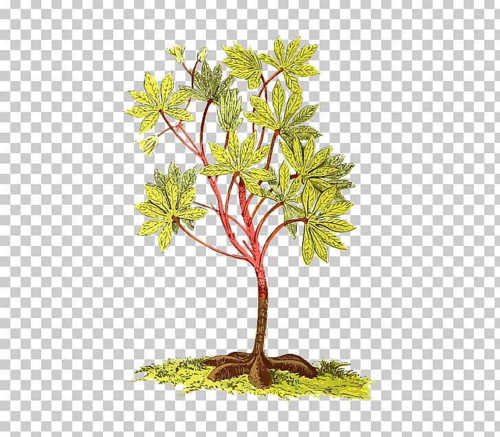 Cassava File Formats PNG, Clipart, Animaatio, Branch, Cassava, Flowering Plant, Food Free PNG Download