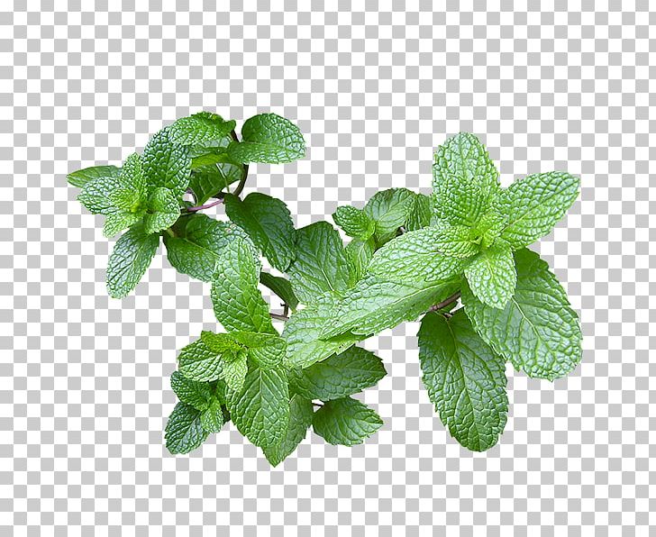 Dog Remedio Fines Herbes Herbaceous Plant Vomiting PNG, Clipart, Animals, Digestion, Dog, Fines Herbes, Flatulence Free PNG Download