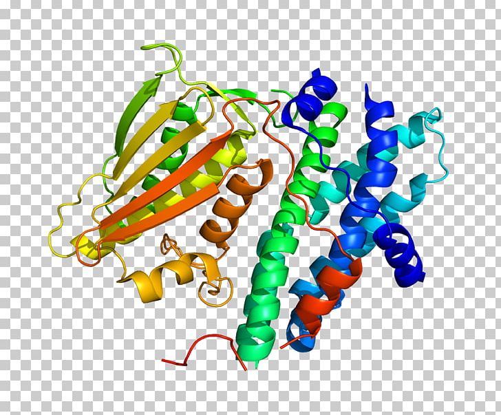 Pyruvate Dehydrogenase Kinase Pyruvate Dehydrogenase Lipoamide Kinase Isozyme 1 Phosphoinositide-dependent Kinase-1 PNG, Clipart, Amino Acid, Chromosome, Others, Protein, Protein Kinase Free PNG Download