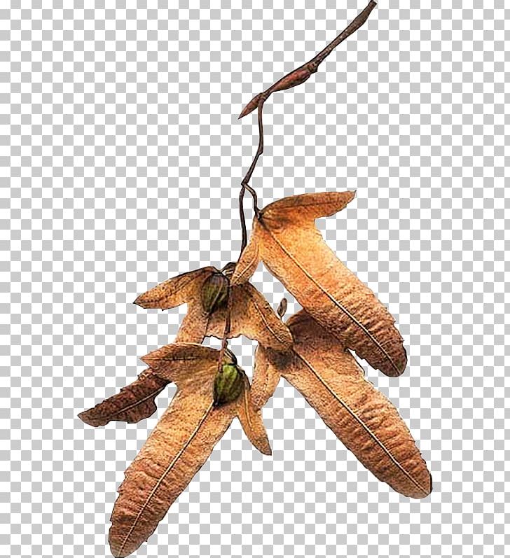 Samara Auglis Maple PNG, Clipart, Auglis, Flower, Frutos, Gimp, Leaf Free PNG Download