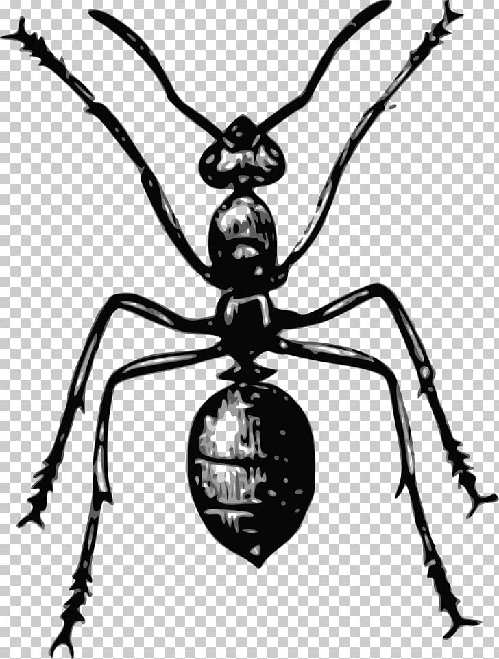 Ant Insect Bee PNG, Clipart, Animal, Animals, Ant, Ants, Arthropod Free PNG Download