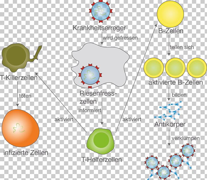 Immune System B Cell Monocyte Pathogen Immunization PNG, Clipart, Area, B Cell, Bio, Body, Brand Free PNG Download