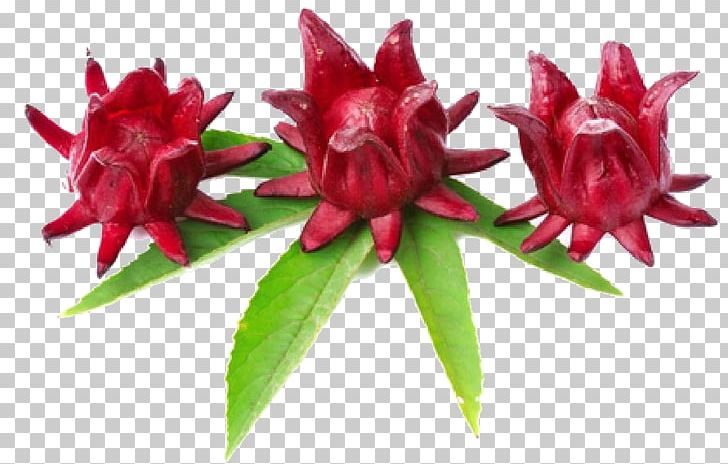 Roselle Stock Photography PNG, Clipart, Cut Flowers, Flower, Flowering Plant, Hibiscus, Hibiscus Sabdariffa Free PNG Download