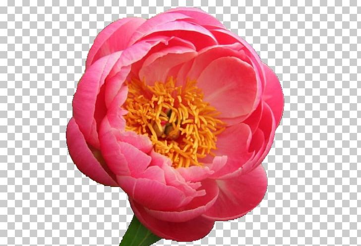 Chinese Peony Paeonia 'Coral Sunset' Paeonia 'Coral Charm' Flower PNG, Clipart,  Free PNG Download