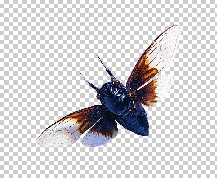 Insect Cicadidae Wing Cicadas PNG, Clipart, Arthropod, Butterfly, Cicada, Cicadas Wings, Google Images Free PNG Download