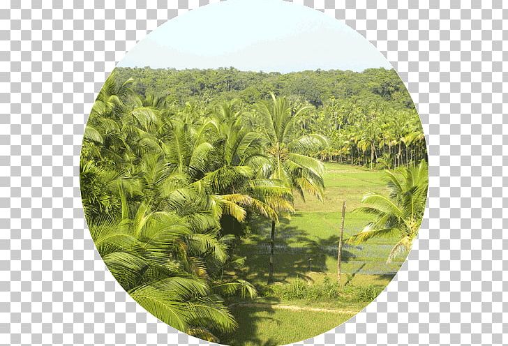 Kerala Backwaters Arecaceae Coconut Tree PNG, Clipart, Agriculture, Arecales, Coconut, Coir, Ecosystem Free PNG Download