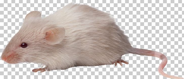 Rat PNG, Clipart, Rat Free PNG Download